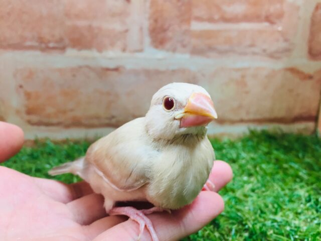 シナモン文鳥さんがやってきましたよ～🎵🎵