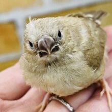 ﾎｯﾄｶﾌｪﾗﾃはいかが?キンカ鳥のフォーンだよ♡