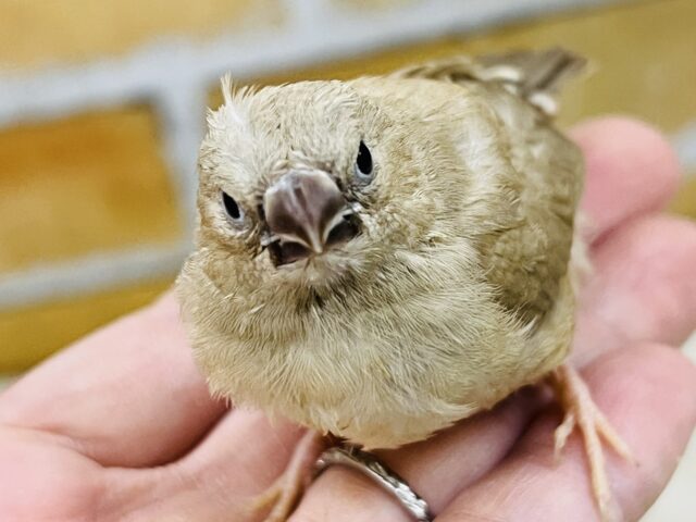 ﾎｯﾄｶﾌｪﾗﾃはいかが?キンカ鳥のフォーンだよ♡