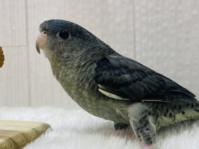 落ち着いたモーブはいかがですか〜❓丸さの可愛いサザナミインコ🩶💙