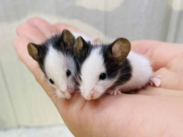 わちゃわちゃ〜運動会😄✨パンダマウスの男の子💙