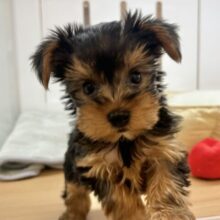 僕の愛を受け止めてぇ〜♡♡ヨーキーくん！