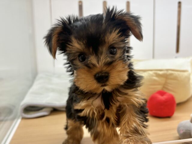 僕の愛を受け止めてぇ〜♡♡ヨーキーくん！