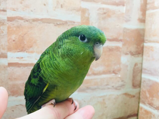 久々にサザナミインコさんがやってきましたよ～💚💚💚