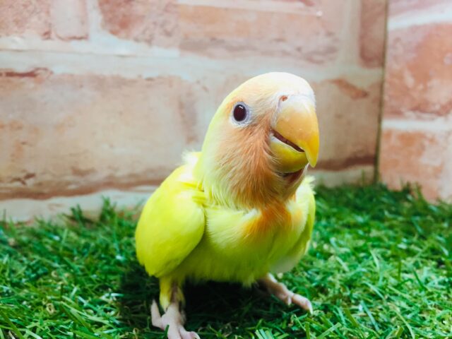 💛💛コザクラインコ（ルチノー）💛💛