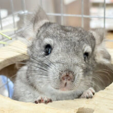 【動画更新🪄】食べるの大好き🌾💗食欲旺盛ボーイ‪☆チンチラ(グレー) 男の子