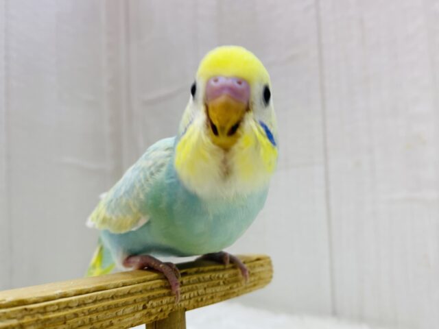 最新画像有ります❗️エメラルドグリーンの妖精さん登場デスっ🧚セキセイインコ（パステルカラーレインボーパイド）💎