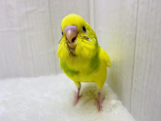 最新画像有ります‼️元気いっぱいビタミンカラー🔆セキセイインコのパイド⭐️