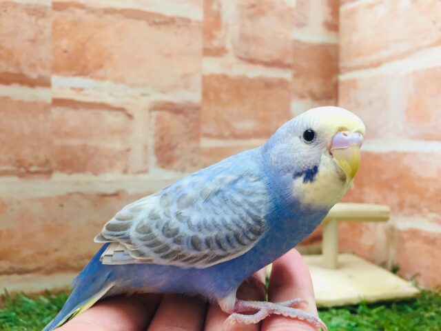 甘えん坊セキセイちゃん💗🌈　セキセイインコ（レインボー系）