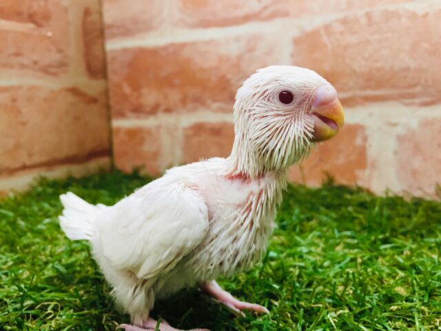 真っ白ボディが魅力的✨✨✨　セキセイインコ（アルビノ）