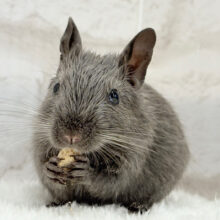 元気ハツラツ‪☆食いしんぼ！！デグー(バイオレット)男の子