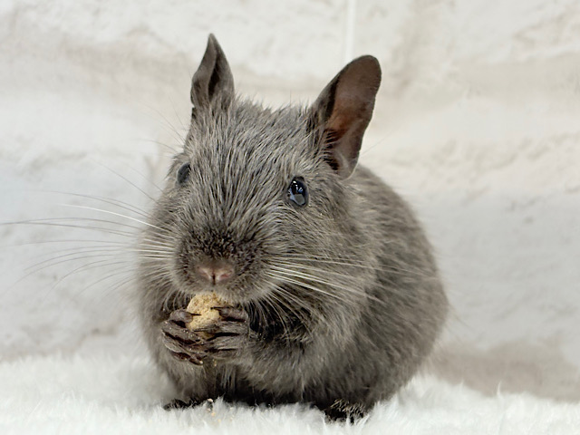 元気ハツラツ‪☆食いしんぼ！！デグー(バイオレット)男の子
