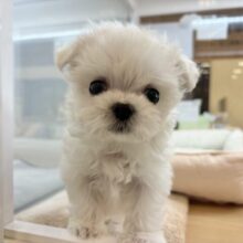 見つめて心奪ってもいい？？チワマルちゃん！