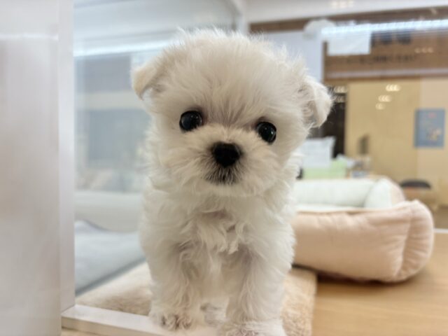 見つめて心奪ってもいい？？チワマルちゃん！