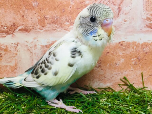 🌈🌈セキセイインコ（四色ハルクイン）🌈🌈