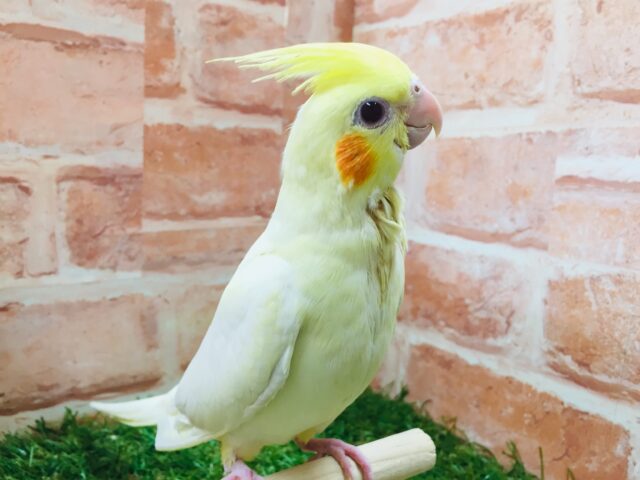 ②💛💛オカメインコ（ルチノー）💛💛