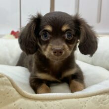 ほふく前進からの手を使って大アピール！？チワックスちゃん！