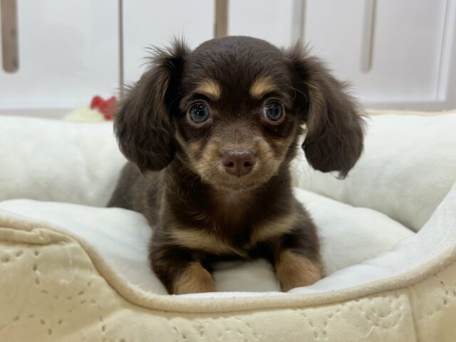 ほふく前進からの手を使って大アピール！？チワックスちゃん！