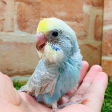 大人気カラー🌈🌈　セキセイインコ（レインボー系）