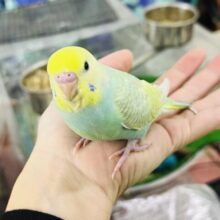 キラほわぁ💕エメラルドグリーンのセキセイインコ✨💚