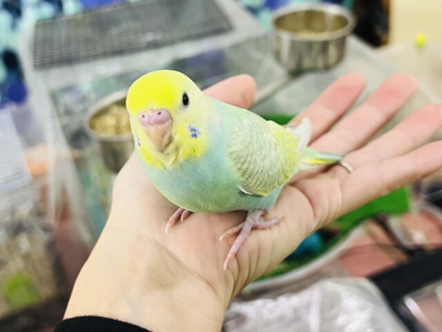 キラほわぁ💕エメラルドグリーンのセキセイインコ✨💚