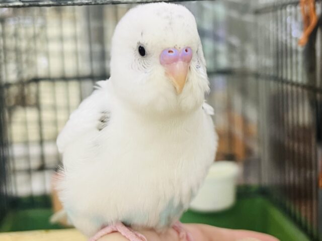 シマエナガですか?いいえ、セキセイインコです♡（白ハルクイン）