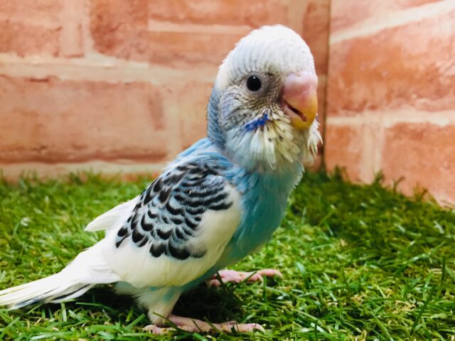 💙💙セキセイインコ（パイド）💙💙