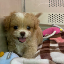 キラキラスマイル💗(チワワ✖️トイプードル)のハーフ犬の女のコきました🌟