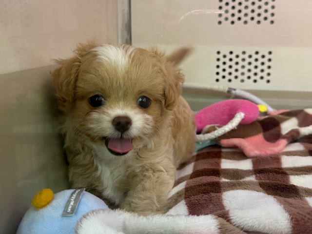 キラキラスマイル💗(チワワ✖️トイプードル)のハーフ犬の女のコきました🌟