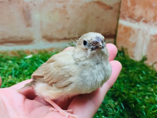 フォーンカラーのキンカチョウさんがやってきましたよ～🎵💛