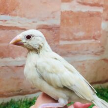 シナモン文鳥さんがやってきましたよ～💛💛💛