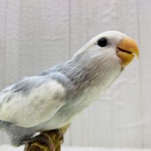 最新画像有ります❗️オシャレなクリーミィーちゃん💛メロメロ注意なコザクラインコ‼️