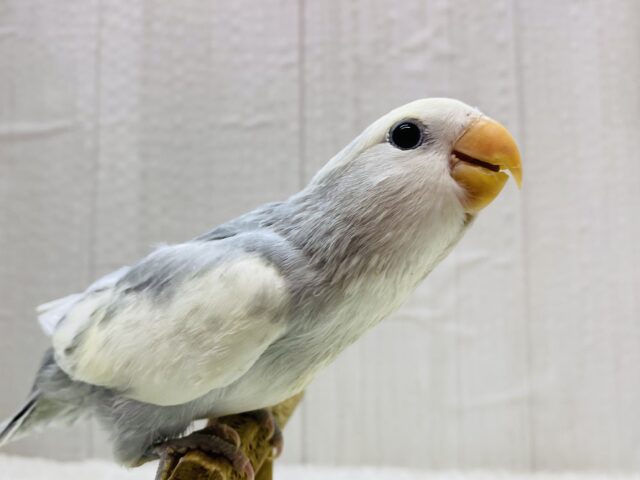 最新画像有ります❗️オシャレなクリーミィーちゃん💛メロメロ注意なコザクラインコ‼️