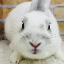 大福はこし餡派ですかね🫘うっすらアクセントのミニウサギ君🐰