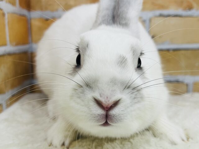 大福はこし餡派ですかね🫘うっすらアクセントのミニウサギ君🐰