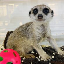 最新画像有ります❗️激カワ🥰甘えん坊の予感…💕ミーアキャットの男の子❗️