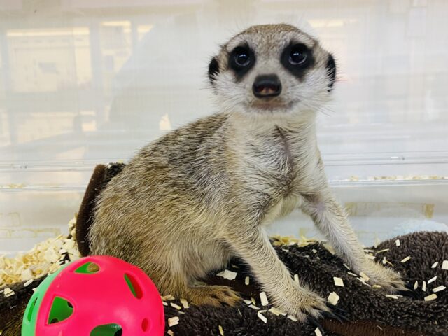 最新画像有ります❗️激カワ🥰甘えん坊の予感…💕ミーアキャットの男の子❗️