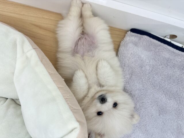 ちっちゃな毛玉の突進〜♥ポメラニアンちゃん！