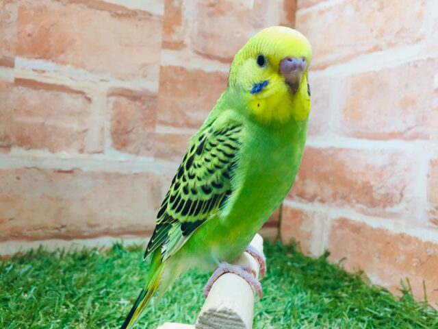 💚💚セキセイインコ（オパーリン）💚💚
