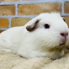 プヒ♡小豚さんみたいな垂れ耳モルちゃん♡