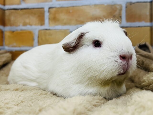 プヒ♡小豚さんみたいな垂れ耳モルちゃん♡