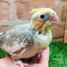 シナモンパイドカラーのオカメちゃんがやってきましたよ～✨✨✨