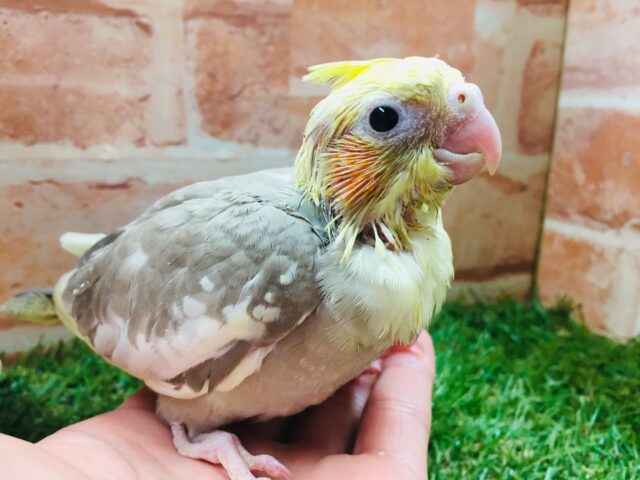 シナモンパイドカラーのオカメちゃんがやってきましたよ～✨✨✨