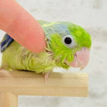 ちびちび枝豆🐥🫛マメルリハ(パイド)男の子