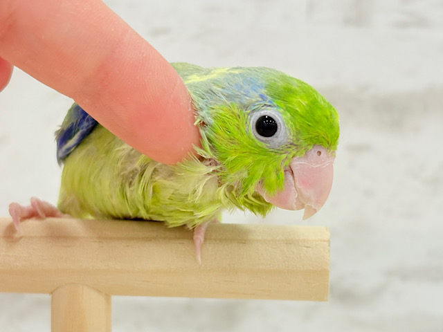 ちびちび枝豆🐥🫛マメルリハ(パイド)男の子