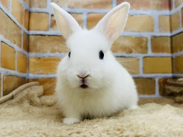 忘れ物しちゃった?ミッ◯ィーちゃん🐰ドワーフホトのベビちゃん💕