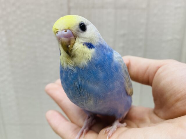 最新画像有ります‼️ふんわ〜りカラーで夢の中🫧💭セキセイインコのパステルレインボー🌈ᵕ̈*