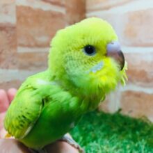 💚💚💚セキセイインコ（スパングル）💚💚💚