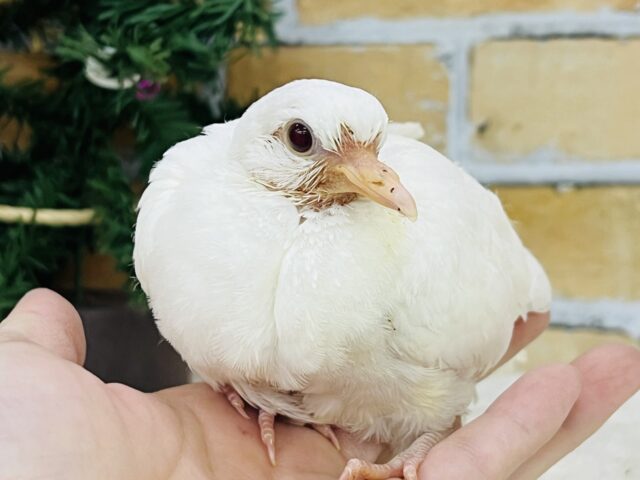 体が勝手にぃ〜‼︎ワキワキダンスの止まらない！ギンバトの雛入舎です✨