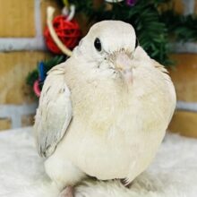 今度は小さいぞ♡ちんちくりんなジュズカケバトの雛入舎しました〜✨